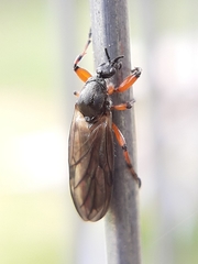 Bibio xanthopus