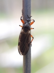 Bibio xanthopus