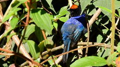 Iridosornis rufivertex