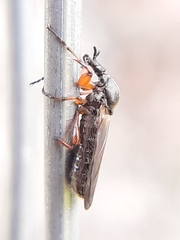 Bibio xanthopus