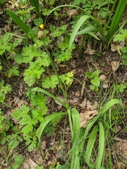 Allium decipiens quercetorum