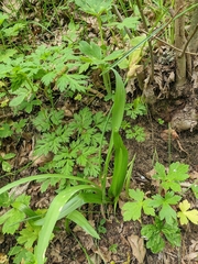 Allium decipiens quercetorum