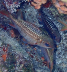 Neoniphon vexillarium