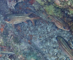 Neoniphon vexillarium