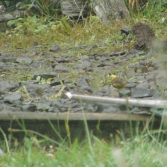 Emberiza citrinella caliginosa