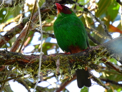 Chlorornis riefferii