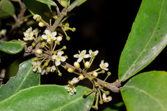 Ilex dugesii