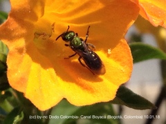 Caenohalictus