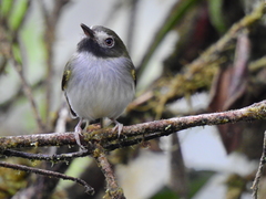 Hemitriccus granadensis