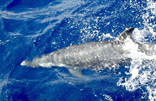 Pantropical Spotted Dolphin