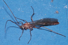Ophion obscuratus