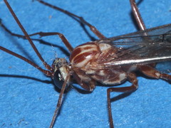 Ophion obscuratus