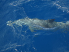 Stenella attenuata attenuata