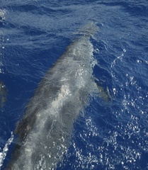 Stenella attenuata attenuata