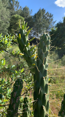 Austrocylindropuntia subulata