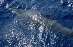 Stenella attenuata attenuata