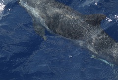 Stenella attenuata attenuata