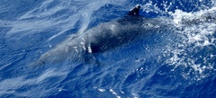 Stenella attenuata attenuata