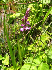 Anacamptis palustris elegans