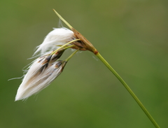 Eriophorum latifolium