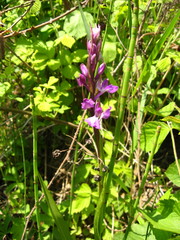 Anacamptis palustris elegans