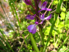 Anacamptis palustris elegans