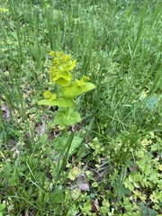 Smyrnium perfoliatum perfoliatum