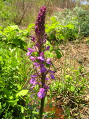 Anacamptis palustris elegans