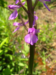 Anacamptis palustris elegans
