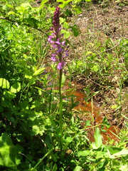 Anacamptis palustris elegans