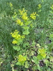 Smyrnium perfoliatum perfoliatum