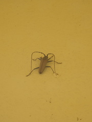 Juiaparus mexicanus