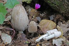 Coprinopsis insignis image
