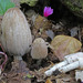Inkcaps - Photo (c) Davide Puddu, some rights reserved (CC BY-NC)