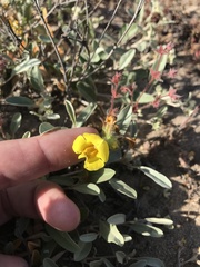 Diplacus vandenbergensis