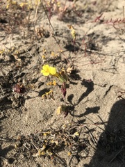 Diplacus vandenbergensis