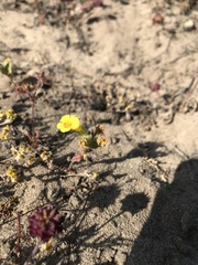 Diplacus vandenbergensis