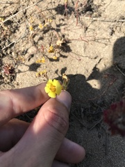 Diplacus vandenbergensis