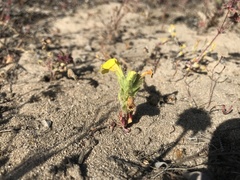 Diplacus vandenbergensis