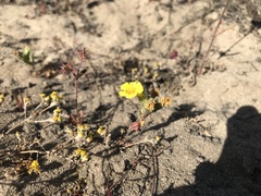 Diplacus vandenbergensis