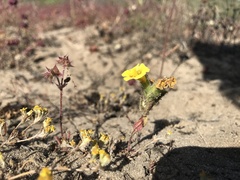 Diplacus vandenbergensis