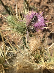 Oxythyrea pantherina