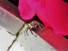 Menemerus bivittatus