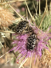 Oxythyrea pantherina