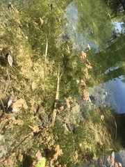 Myriophyllum triphyllum