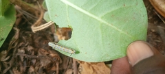 Calotropis procera