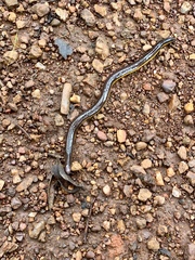 Ichthyophis beddomei