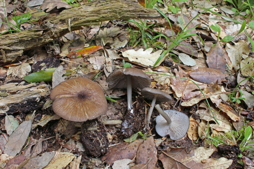 Entoloma querquedula image