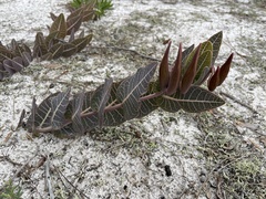 Asclepias humistrata image