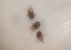 Ornithonysus sylviarum